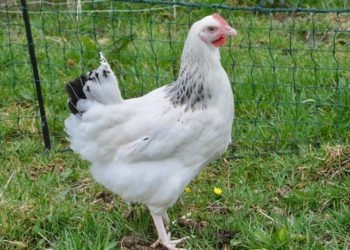 Quelle est la durée de vie d'une poule de soie ?