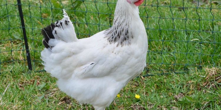 Quelle est la durée de vie d'une poule de soie ?