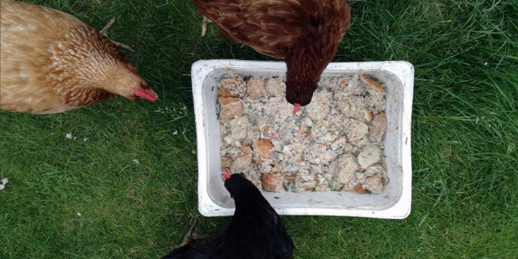Est-ce que le pain dur est bon pour les poules ?