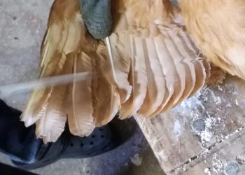 Est-ce que les plumes des ailes des poules repoussent ?