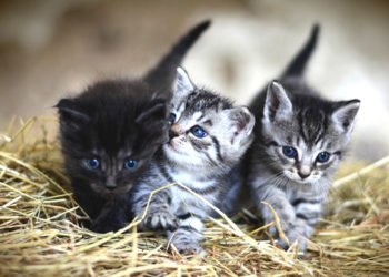 Quel nom donner à un coq ?