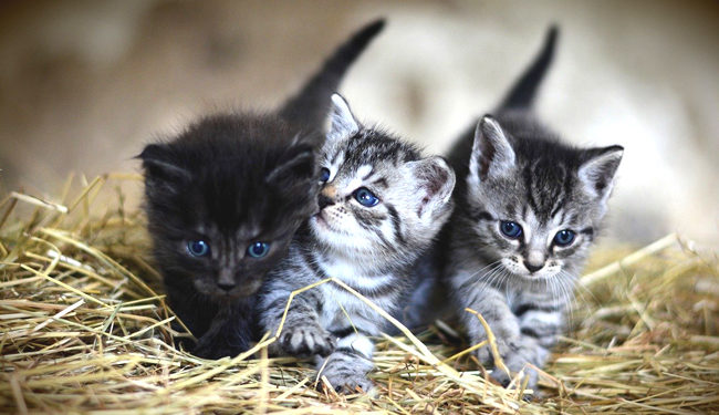 Quel nom donner à un coq ?