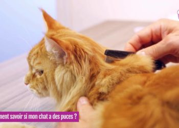 Pourquoi les chatons ont des puces ?