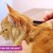 Pourquoi les chatons ont des puces ?