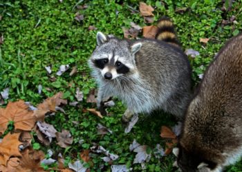 Où dorment les ratons laveurs ?