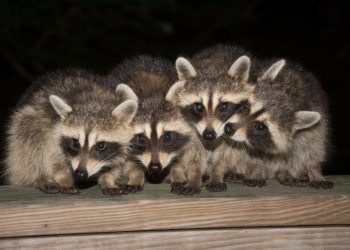 Comment faire fuir les ratons laveurs ?