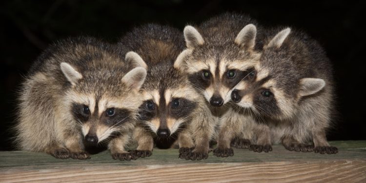 Comment faire fuir les ratons laveurs ?