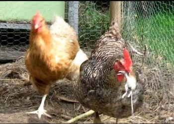 Quel animal peut tuer une poule ?