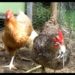 Quel animal peut tuer une poule ?