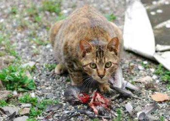 Qui sont les prédateurs des chats ?