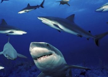 Quel est le plus petit requin du monde ?