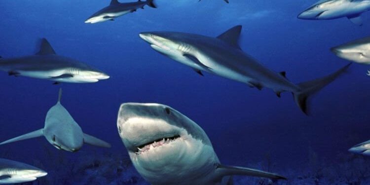 Quel est le plus petit requin du monde ?