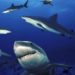 Quel est le plus petit requin du monde ?