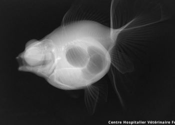 Quel poisson n'a pas de vessie natatoire ?