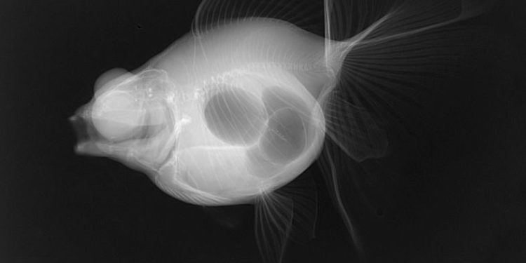 Quel poisson n'a pas de vessie natatoire ?