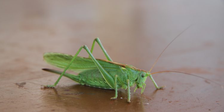 Est-ce que les sauterelles nagent ?