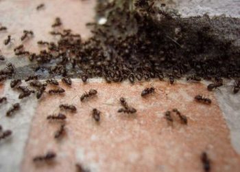 Pourquoi des scarabées dans la maison ?