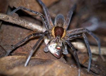 Quels animaux mangent des araignées ?