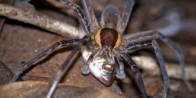 Quels animaux mangent des araignées ?