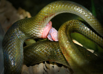 Est-ce que les serpents ont un pénis ?