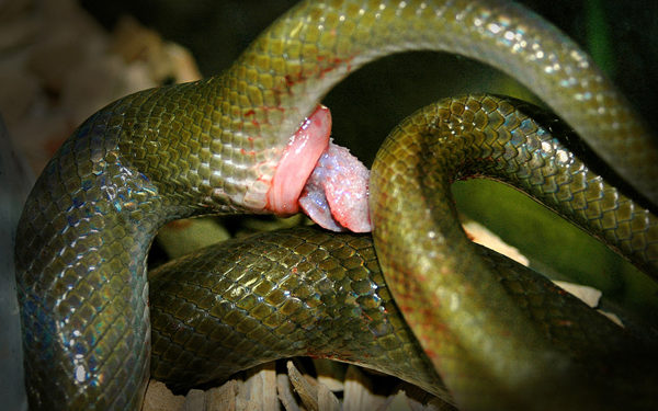 Est-ce que les serpents ont un pénis ?