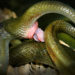Est-ce que les serpents ont un pénis ?