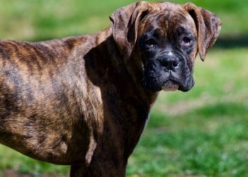 Quelles sont les caractéristiques du serpent ?