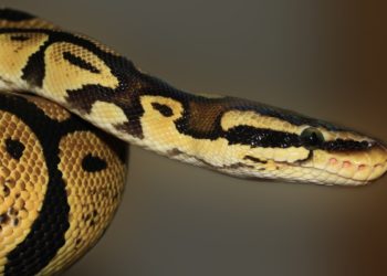 Pourquoi les serpents n'ont pas de pattes ?