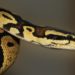 Pourquoi les serpents n'ont pas de pattes ?