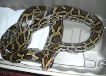 Est-ce que le serpent rampe ?