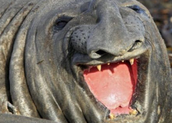 Pourquoi les animaux ne rigole pas ?