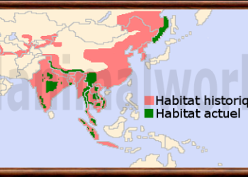 Où se trouve le tigre blanc ?