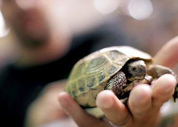 Est-ce que la tortue a le Sang-froid ?