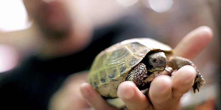 Est-ce que la tortue a le Sang-froid ?