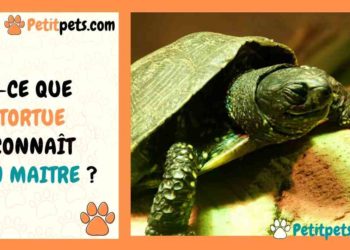 Est-ce que les tortues nous reconnaissent leur maitre ?