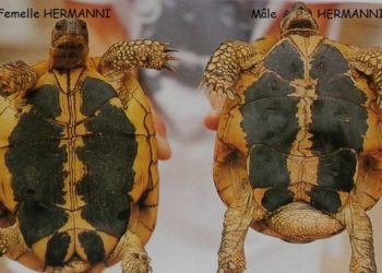 Comment différencier une tortue mâle et femelle ?