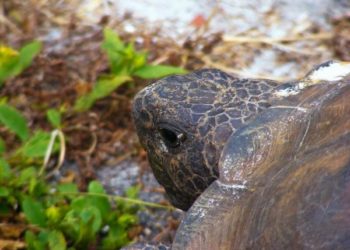 Comment savoir si ma tortue de terre va pondre ?