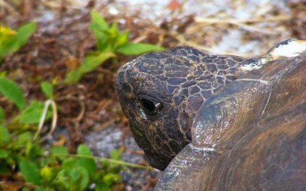Comment savoir si ma tortue de terre va pondre ?