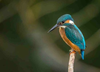Comment se déplacent les tortues ?