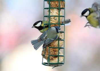 Quelles graines donner aux oiseaux du jardin ?