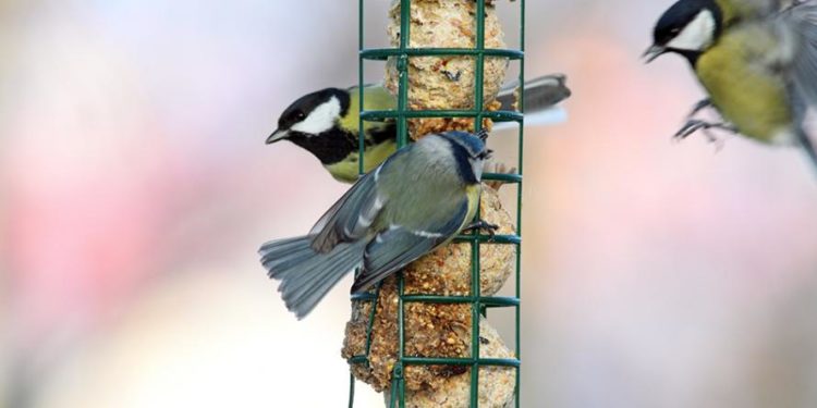 Quelles graines donner aux oiseaux du jardin ?