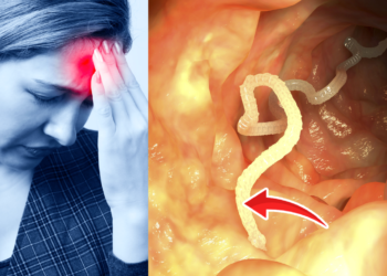 Est-ce que les moules ont un cerveau ?