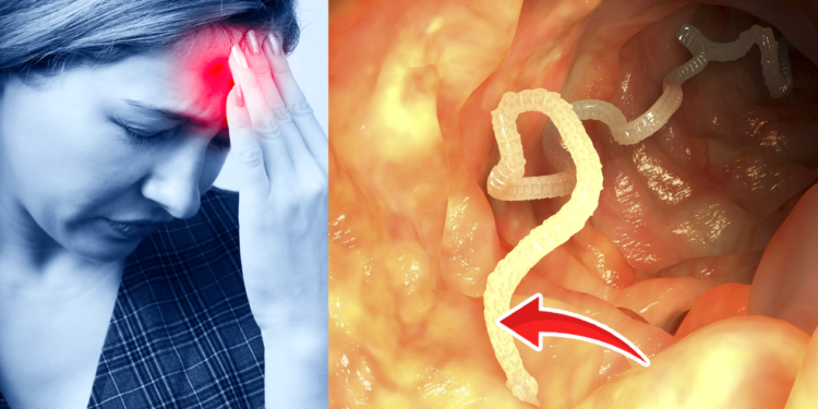 Est-ce que les moules ont un cerveau ?