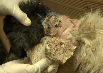 Qu'est-ce qui donne des vers au chien ?