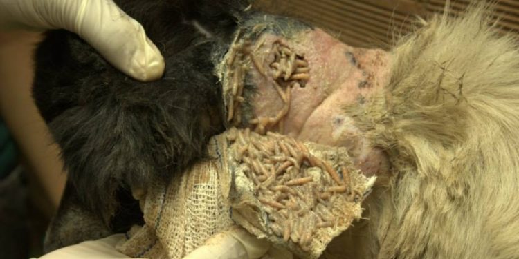 Qu'est-ce qui donne des vers au chien ?