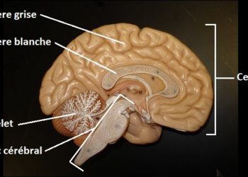 Est-ce que les escargots ont un système nerveux ?