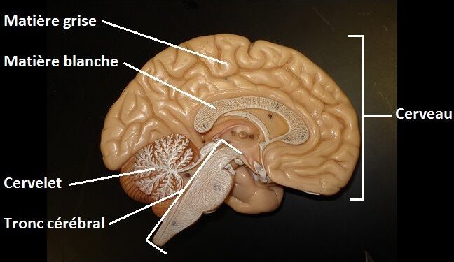 Est-ce que les escargots ont un système nerveux ?