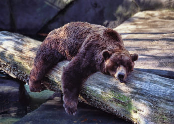 Quels animaux hivernent en hiver ?