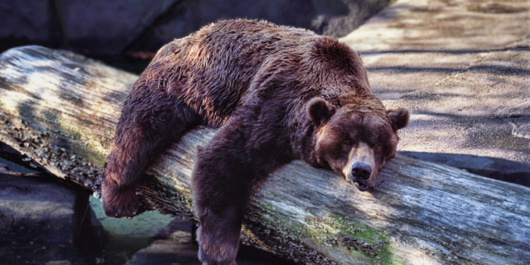 Quels animaux hivernent en hiver ?