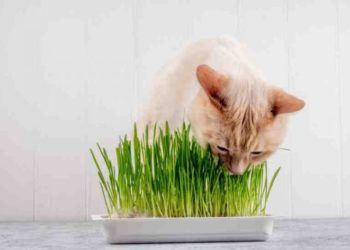 Comment donner de l'herbe à chat ?